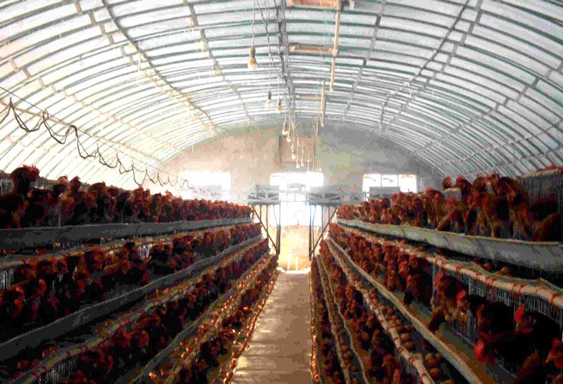 �B(y��ng)ֳ�����c(di��n)���鿴Ԕ��(x��)��Ϣ